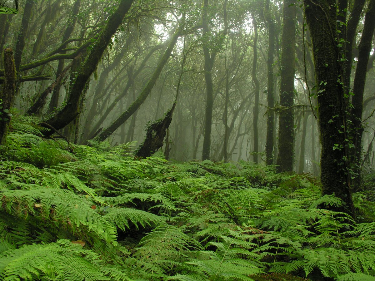 flora y fauna amenazada