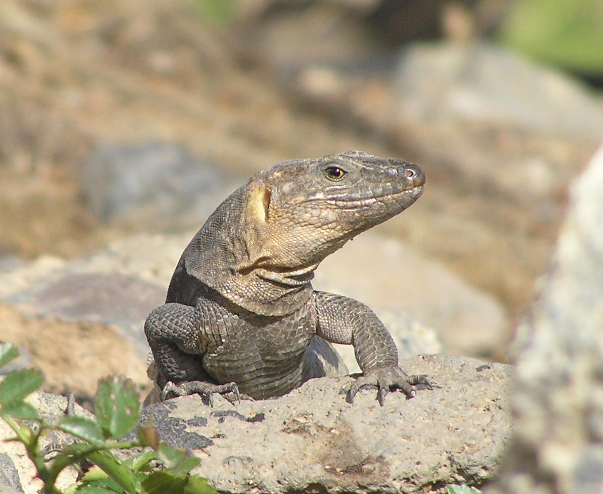 flora y fauna amenazada